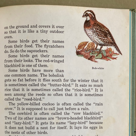 1958 Birds Cardinal Illustrated Picture Book Animal Bird Spring Toucan Animals - Picture 8 of 13